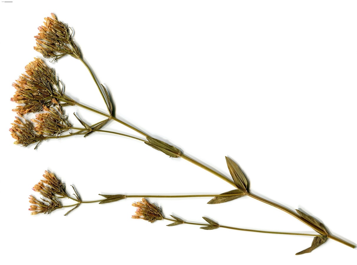 Centaurium erythraea subsp. grandiflorum (Gentianaceae)